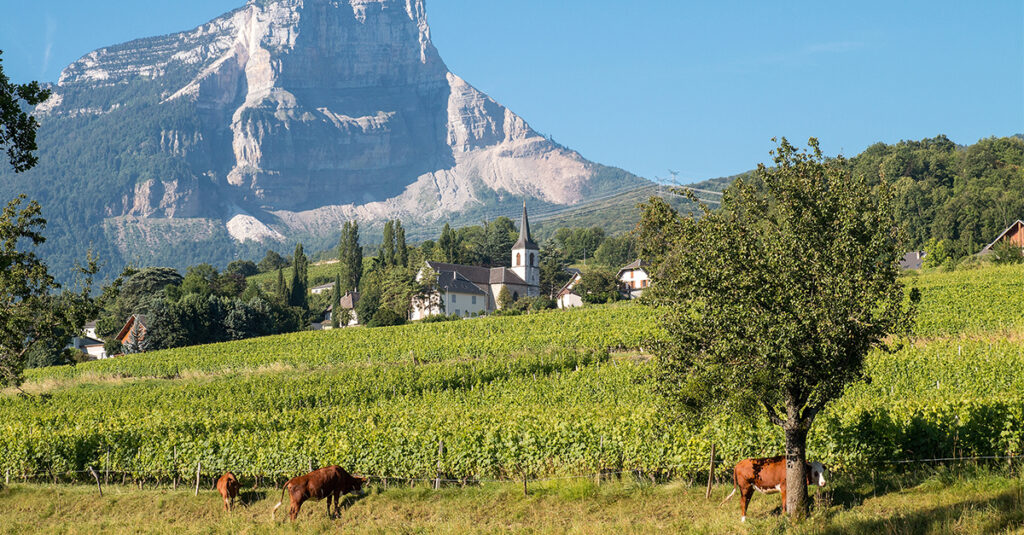 Savoyen, Weinliebe auf Reisen.