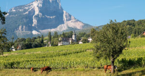 Savoyen, Weinliebe auf Reisen.
