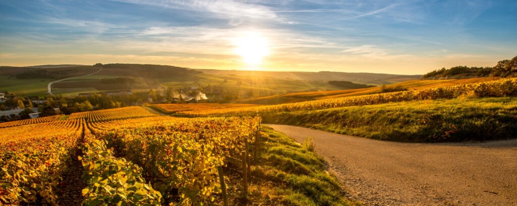 Weinberge Champagne, Weinliebe auf Reisen, Weinwissen, Anbauregionen
