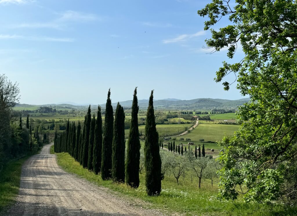 Toskana Weinreise, Weinliebe auf Reisen, Zypressen Allee, typische Toskana-Landschaft, Maremma