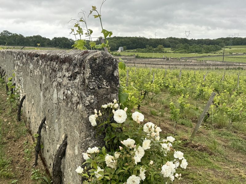 Weinberg des Weinguts Clos Cristal, Loire