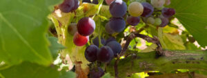 Zweifarbige Weintrauben am Stock, Weinliebe auf Reisen, Weinreisen Südfrankreich, Weinregion südliche Rhone