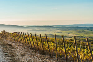 Morgenstimmung im Weinberg im Languedoc, Weinliebe auf Reisen, Weinreisen