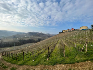 Weinberge im Piemont, Barolo Weinanbaugebiet, Weinliebe auf Reisen, Weinreisen