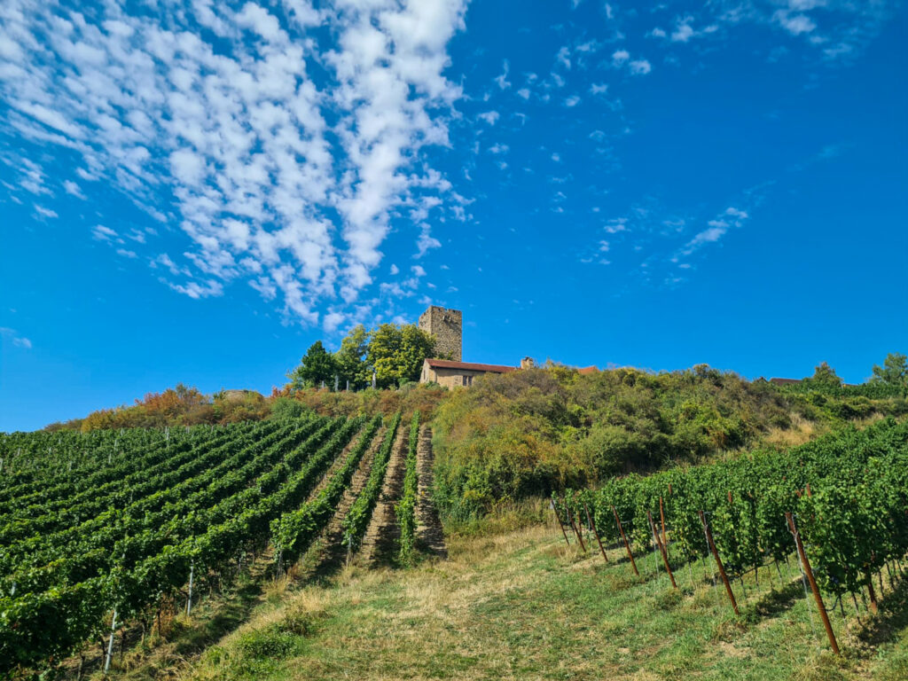 Blick auf die Burg Ravensburg in Sulzfeld. In den Weinbergen des Weinguts Burg Ravensburg bei blauem Himmel im Sommer, Weinliebe auf Reisen, Weinreise