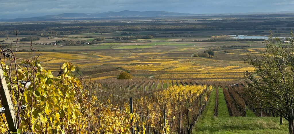 Wunderschöne Fernsicht im Elsass, Elsass im Januar, Spaziergang in den Weinbergen bei Eguisheim, die Sonne sucht sich ihren Weg durch die Wolken, Weinliebe auf Reisen, Weinreisen